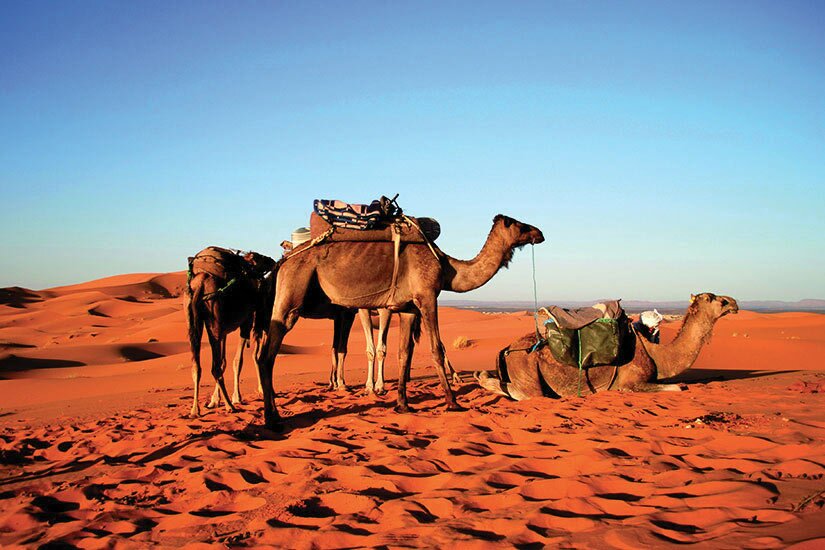 (Image)-image-Maroc-Chameaux-dans-desert-Sahara-241-it_45964384-09032017