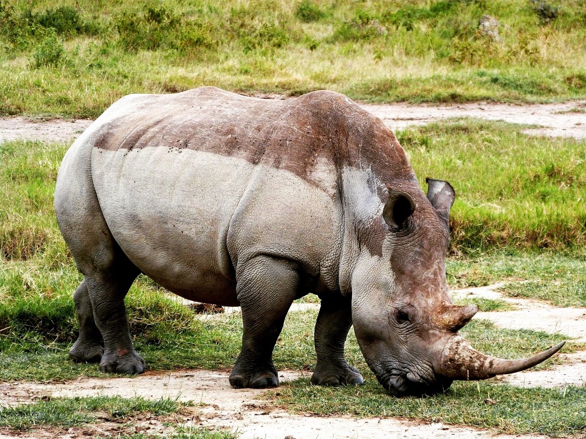 lac-nakuru-kenya-rhinoceros-1