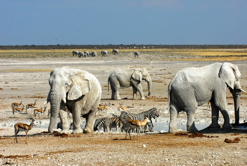 safari-en-namibie-03